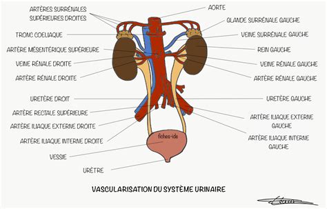 méat urinaire|Méat